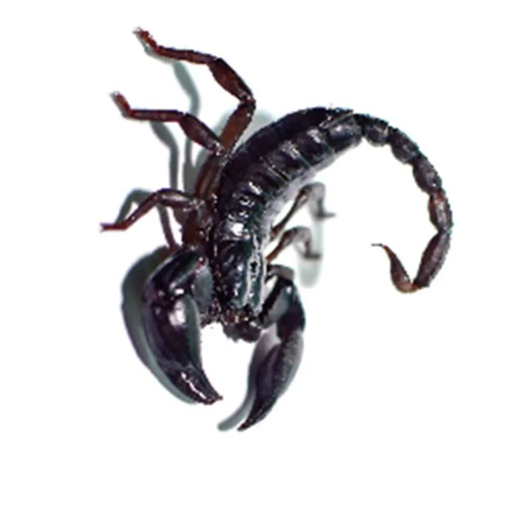 Хэллоуин 3D симулятор скорпиона паук Временная тату-наклейка для боди-арта шутки