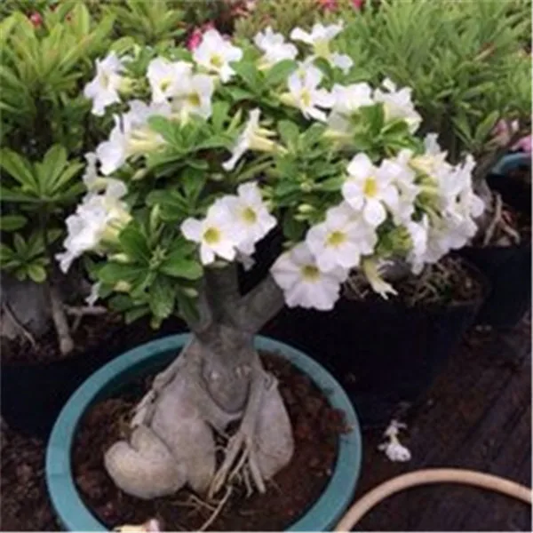 1 шт. Adenium Obesum цветок накладные цветы бонсай растения Цветочный горшок имитация