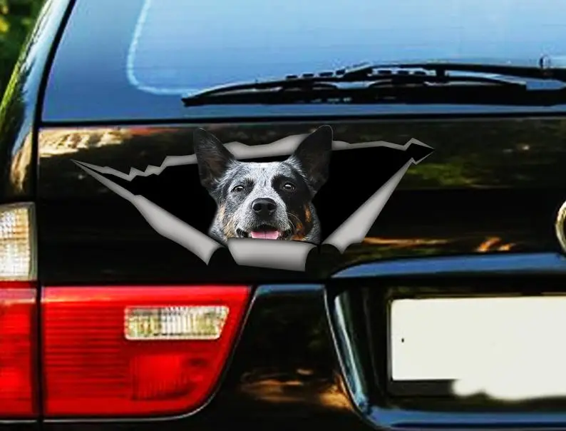 

2021 Blue Heeler car decal, Vinyl decal, car decoration, funny decal