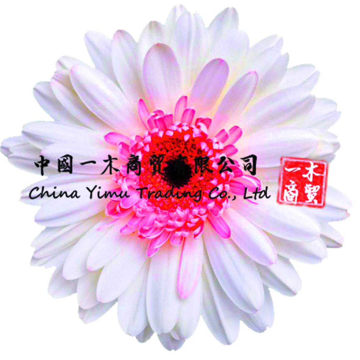 

Gerbera Daisy Flower Decals Sticker Graphics Nursery Wall Window Decorations Art White Flower Stickers