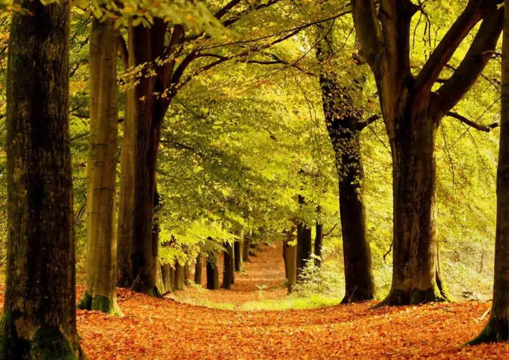 Шелковый постер с художественным принтом осеннего леса домашний Настенный декор