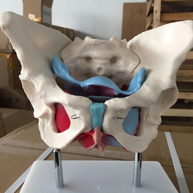 Модель матки яровичных органов реабилитационная медицинская анатомическая