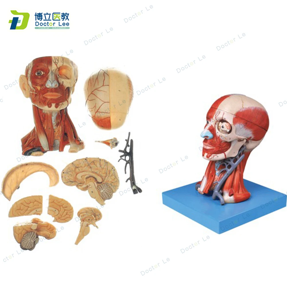 

1:1 Head and Neck Musculature 10 parts Medical Anatomical Model for School Teaching Tool Learning Display Lab Supplies