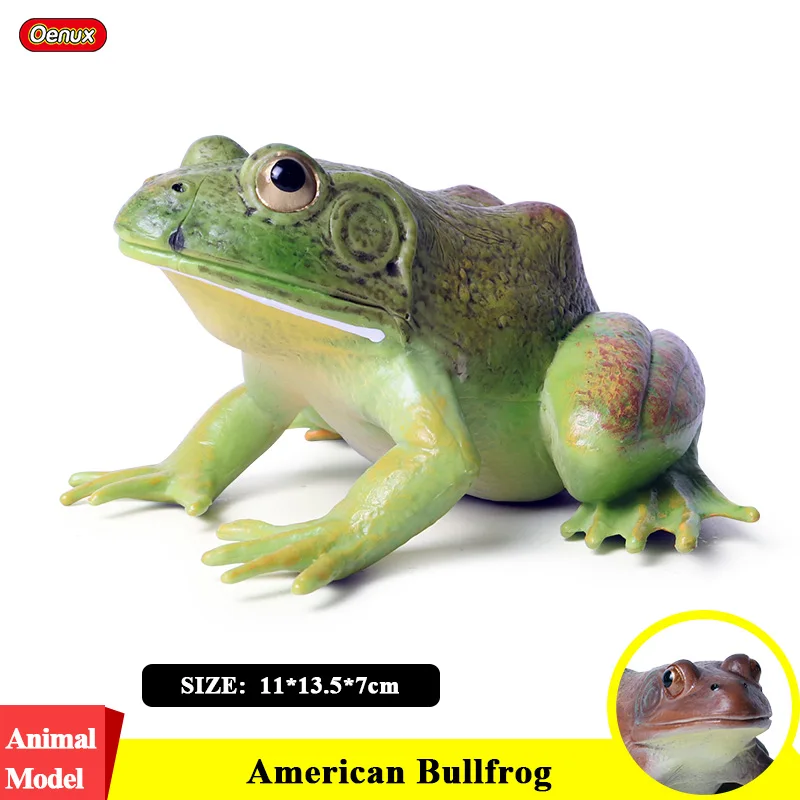 

Oenux 11x13.5x7cm American Bullfrog Simulation Wild Animals Big Frog Action Figures Model Figurine PVC Collection Toys Kids Gift