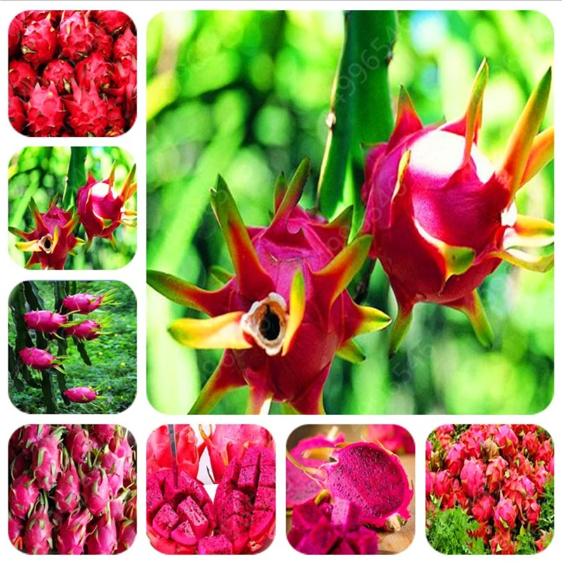 100 шт. фрукты дракона|Сувениры для вечеринок| |