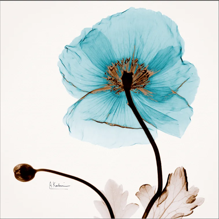 Алмазная картина 5D цветок Лотос креативная вышивка мозаика домашнее украшение