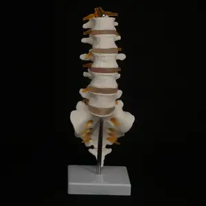 Человеческая поясница с позвоночником, структура позвоночника, модель межпозвоночного диска