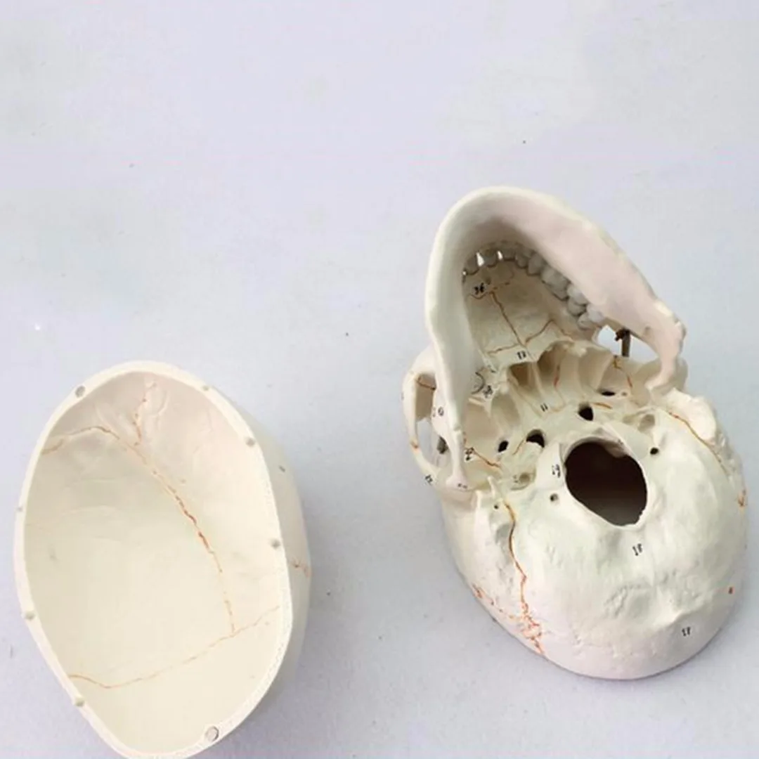 Модель человеческого черепа из ПВХ в натуральную величину модель анатомической
