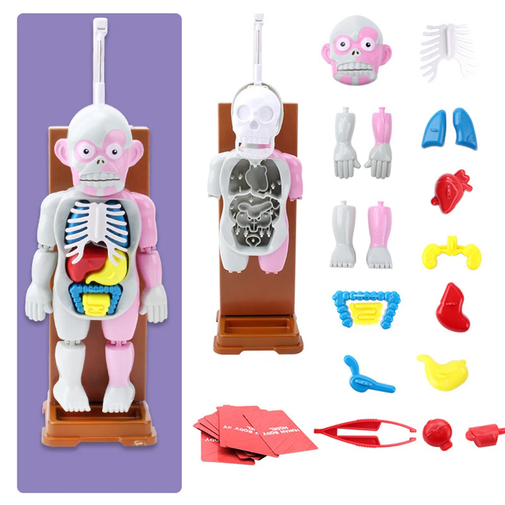 Новинка прикольная игрушка Анатомия человека шутка подарок для детей сборная