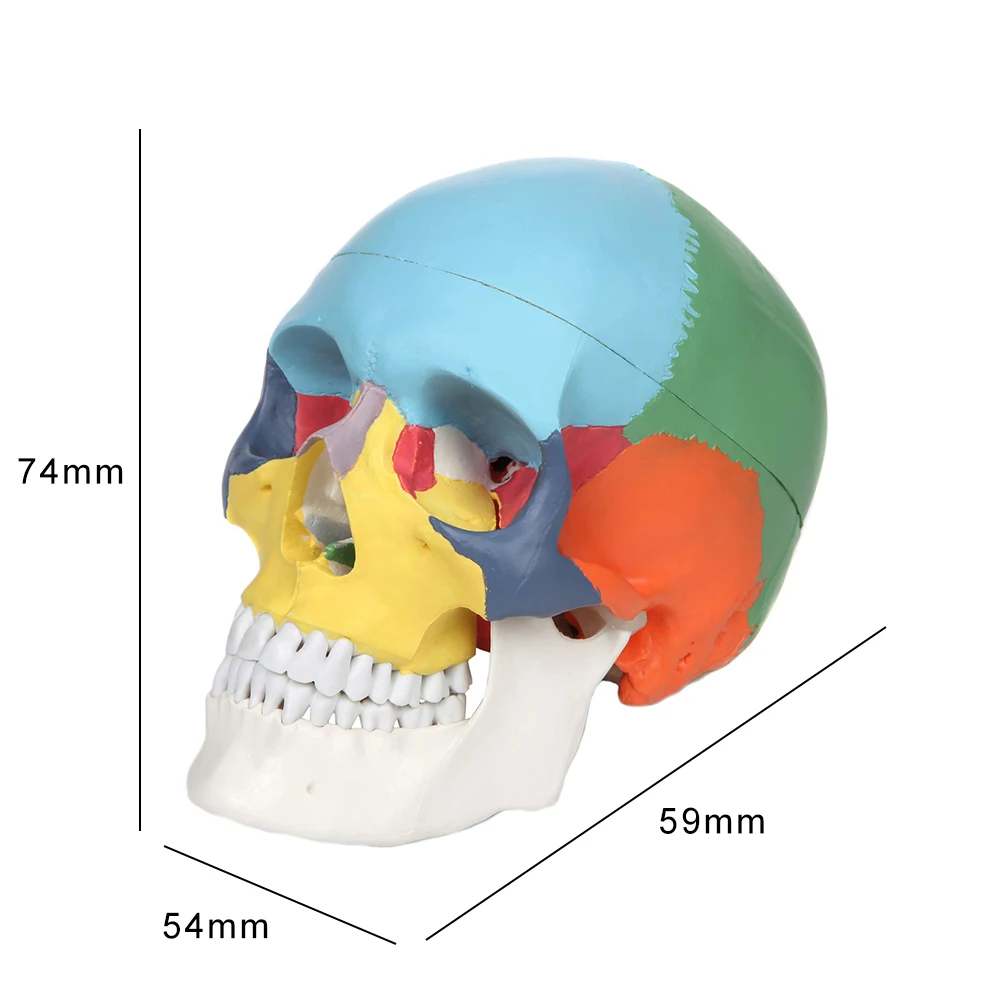 

Children White Steel Jade Skull Model Anatomy Didactic With Colored Bone Joint Stimulation Medical Teaching Aids For Adults Kids