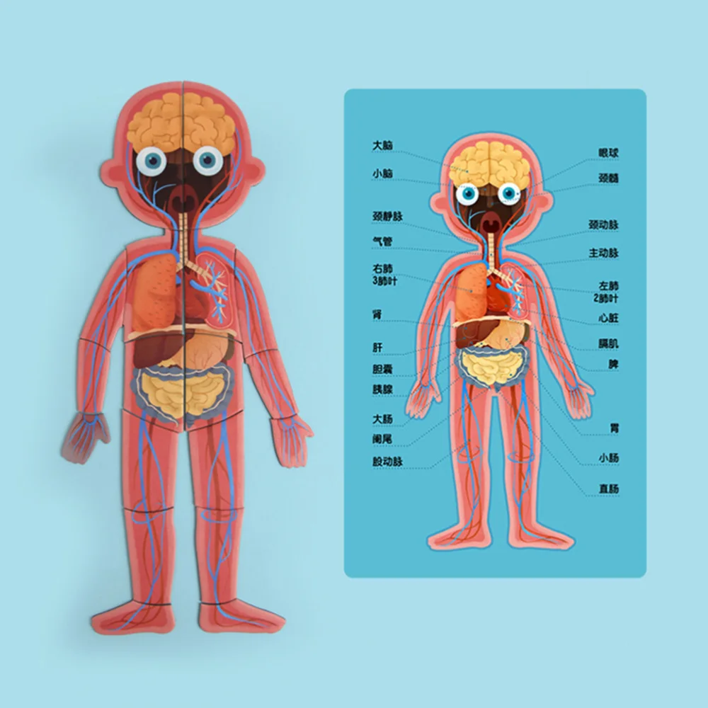 Магнитная модель человеческого тела игрушка-пазл магнитная подвесная доска