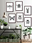 Черно-белый иллюстрация насекомых художественный плакат Жук Бабочка на стену HD Печать холст картина домашнее украшение без рамки