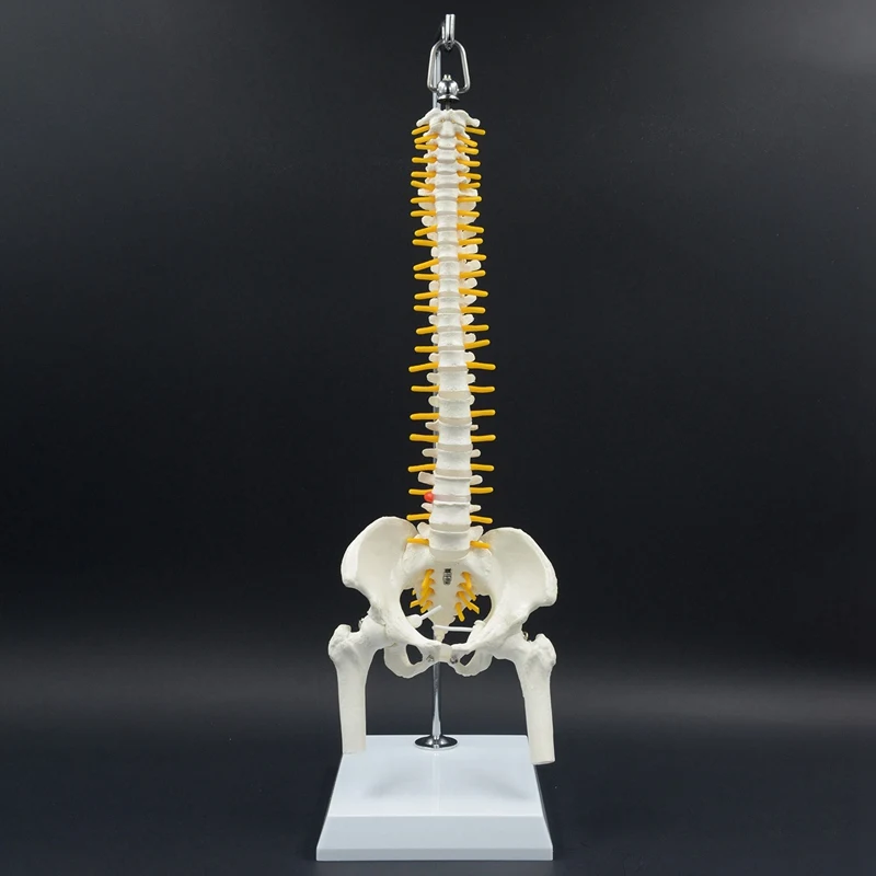 45CM Human Spine with Pelvis Model Anatomical Anatomy Medical Spinal Column Model+Stand Flexible | Инструменты