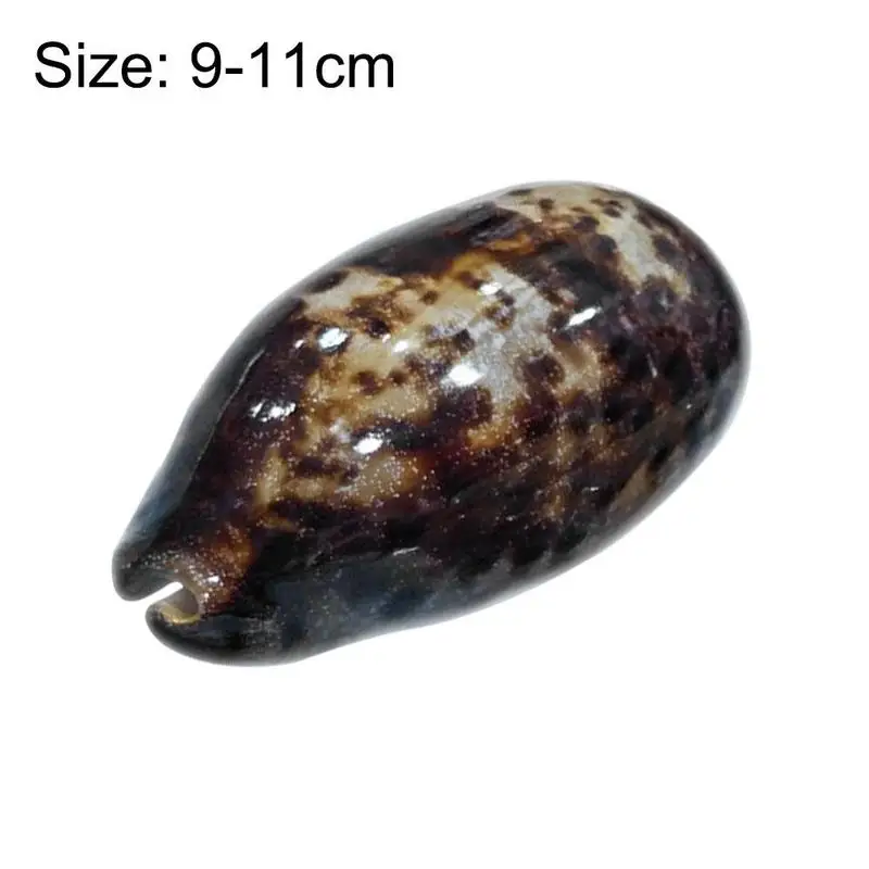 

Natural Shell Decorations Country Garden Decoration Office Decoration Decorations Fish Tanks Weddings Home Decorations