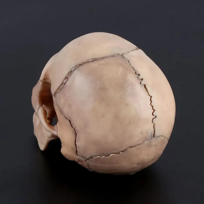 

15pcs/set 4D Disassembled Skull Anatomical Model Detachable Teaching Tool