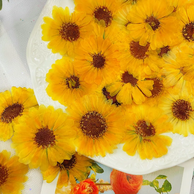 

60pcs Pressed Dried Calendula Officinalis Flower Herbarium For Epoxy Resin Jewelry Making Bookmark Face Makeup Nail Art Craft