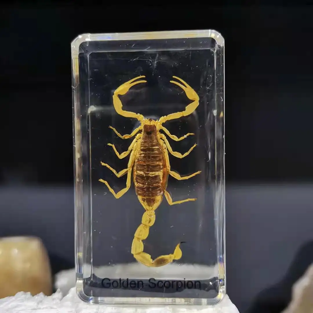 Esp&eacute;cimen de ense&ntilde;anza de insectos, decoraci&oacute;n de insectos de resina-0