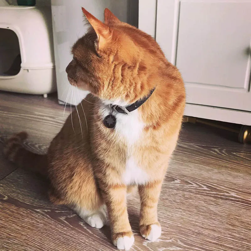 Movie Marvel Captain Orange Cat Goose Collar Batman Neck Pet Customizable Avengers Endgame dog cat Toy Necklace | Украшения и