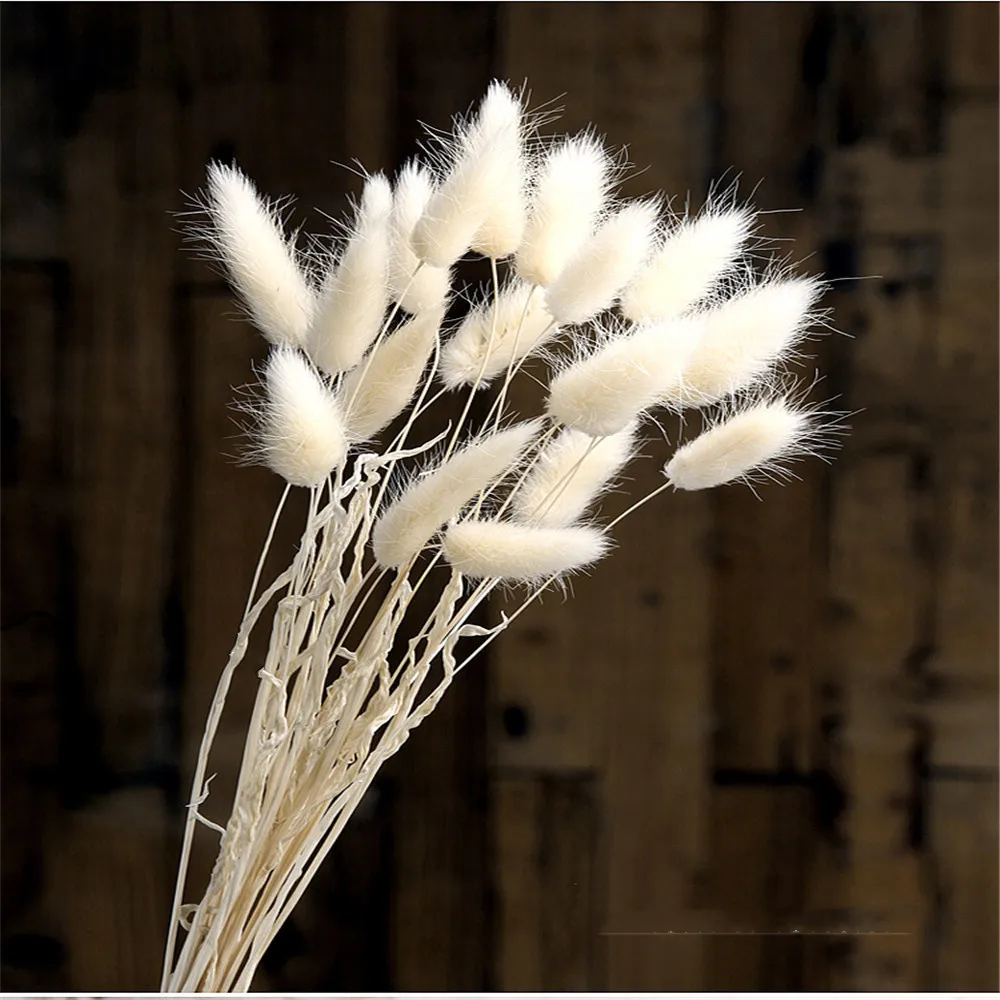 

50pcs Natural Dried Rabbit Dog Tail Grass Pampas Grass Natural Dried Flowers Bouquet Wedding Flowers Decor Logistics traceable