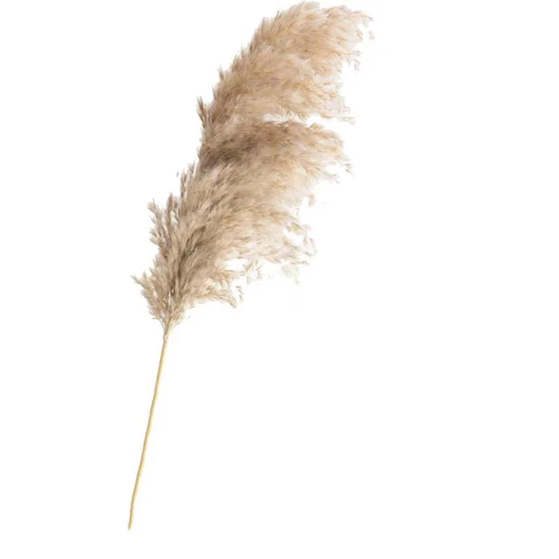 

Free Shipping Dried Pampas Grass Decor Wedding Flower Bunch Natural Plants for Home Christmas Decorations 2021