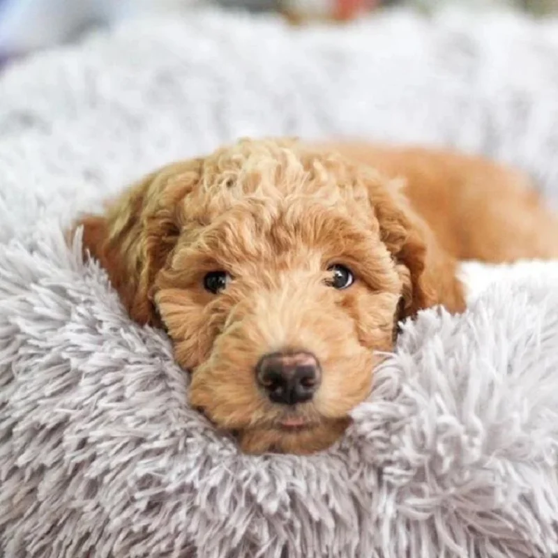 Кровать для домашних питомцев домик кошек спальная корзина кровати маленьких и