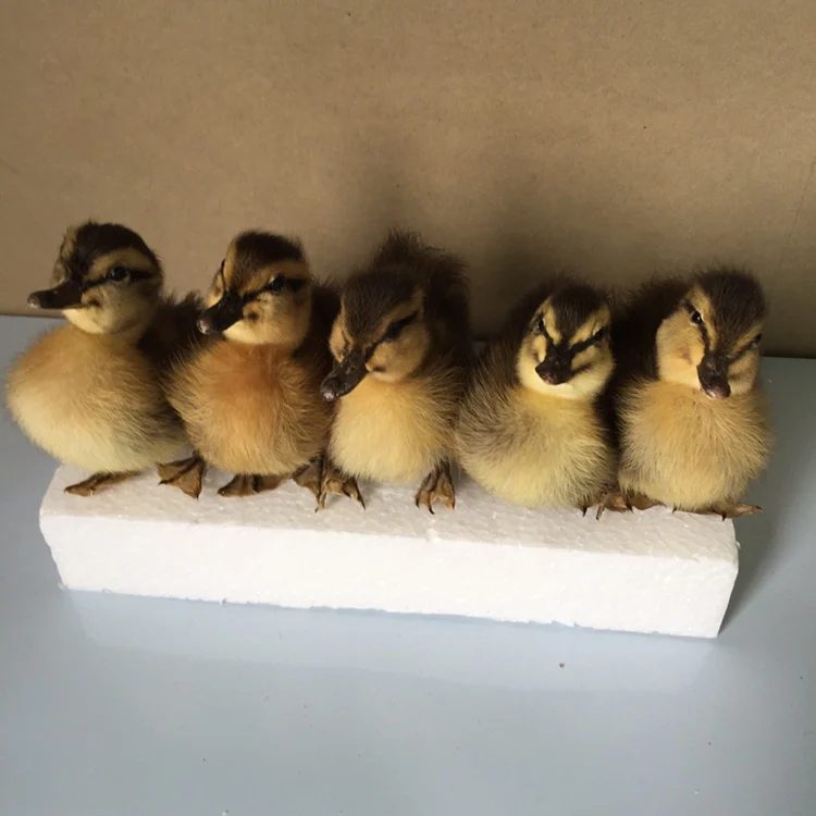 5 шт. желтая/Черная/коричневая утка TAXIDERMY | Тематическая одежда и униформа