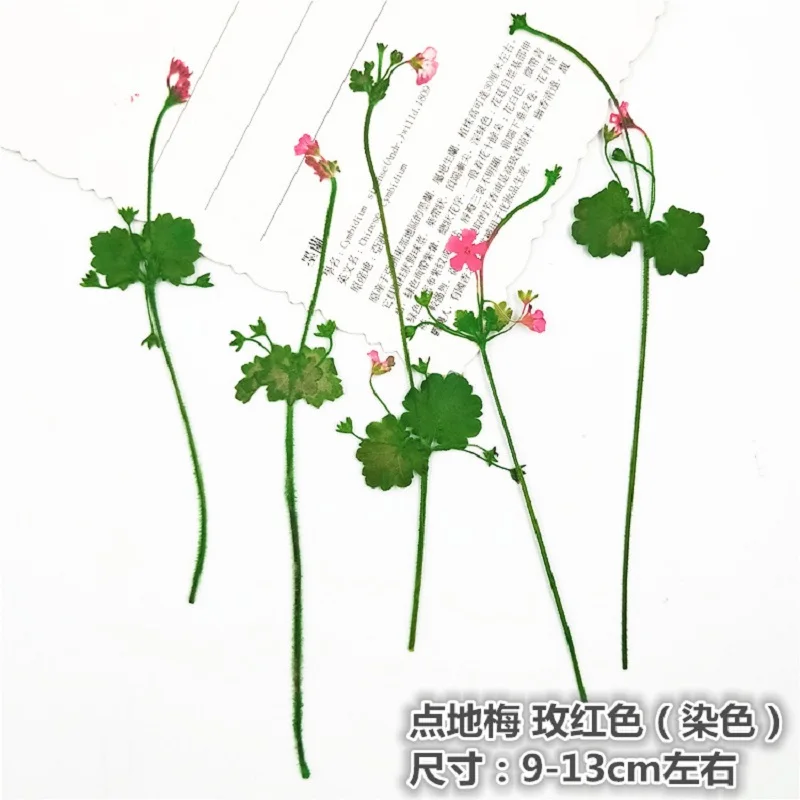 100 шт. прессованный высушенный проломник зонтичный цветочный гербарий для