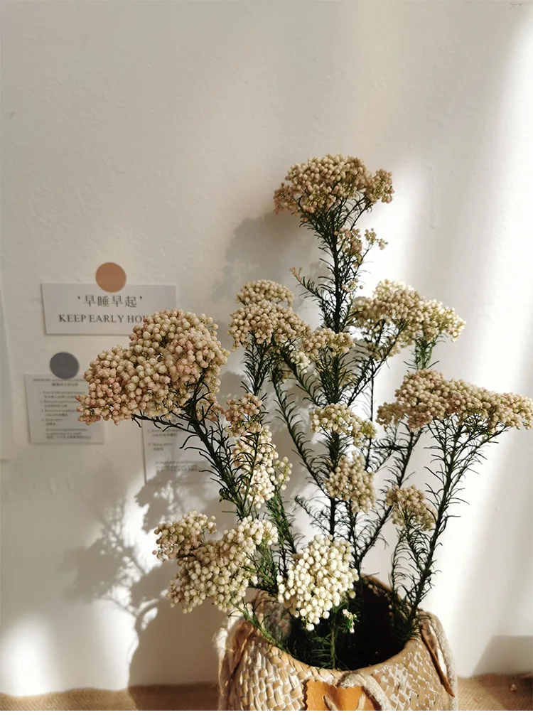 10 шт. натуральный сушеный бессмертный цветок Millet смешанный цвет Ramillete Flores Eternell