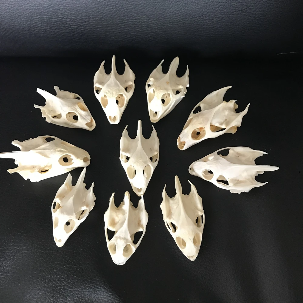 

10pcs Natural real Turtle skull head Crafts Jewlery,Educational Taxidermy,Oddity Craft Art