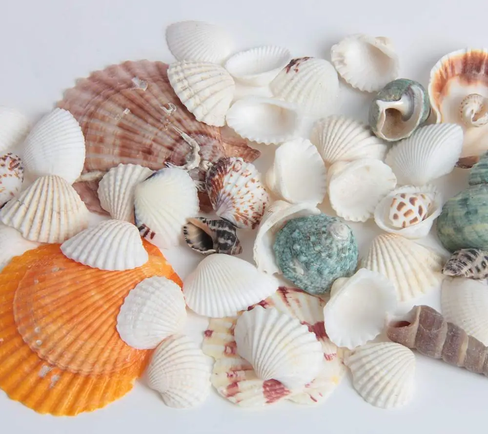 50 шт. 20 видов натуральных ракушек Морская звезда для дома вечеринки свадьбы