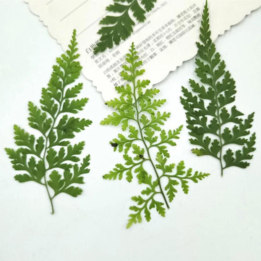 100pcs Pressed Dried Pteris Cretica L. Leaves Plant Herbarium For Jewelry Postcard Invitation Card Phone Case Bookmark DIY | Дом и сад
