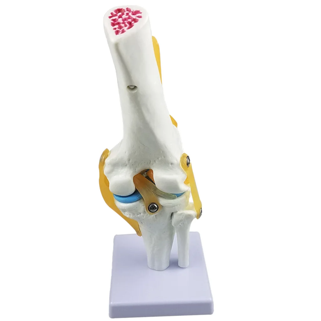 Estructura de esqueleto de anatom&iacute;a humana para articulaci&oacute;n de rodilla, modelo de laboratorio, demostraci&oacute;n-1
