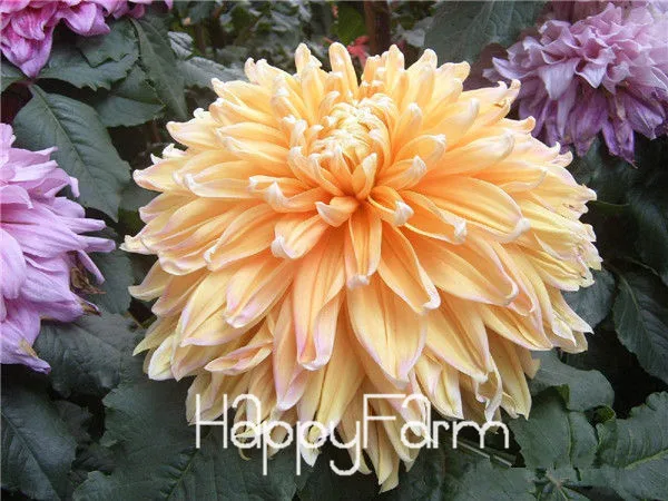 Харди жаростойкий разных многолетние Dahlia цветочных растений, 100 шт./упак., светильник Ароматный сад бонсай,# NSD9SG - Цвет: 18