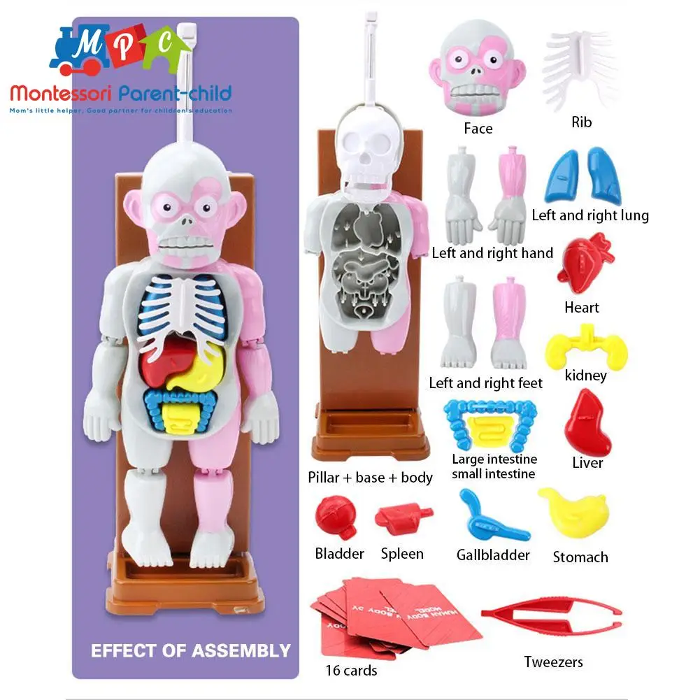 

4D Human Organs Skeletion Funny ANATOMY MODEL Medical Body Skull Skeleton Anatomical Cock Model Kids Science Educational Toys