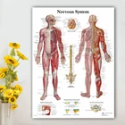 Настенный плакат, Модульная картина с изображением нервной системы, HD-печать, анатомия, холст, медицинское образование, украшение для дома, гостиной
