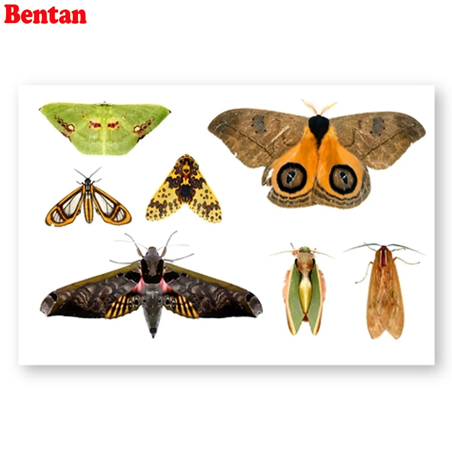 Diy Алмазная Картина Бабочка Насекомое образец мозаика полная квадратная Смола 3d