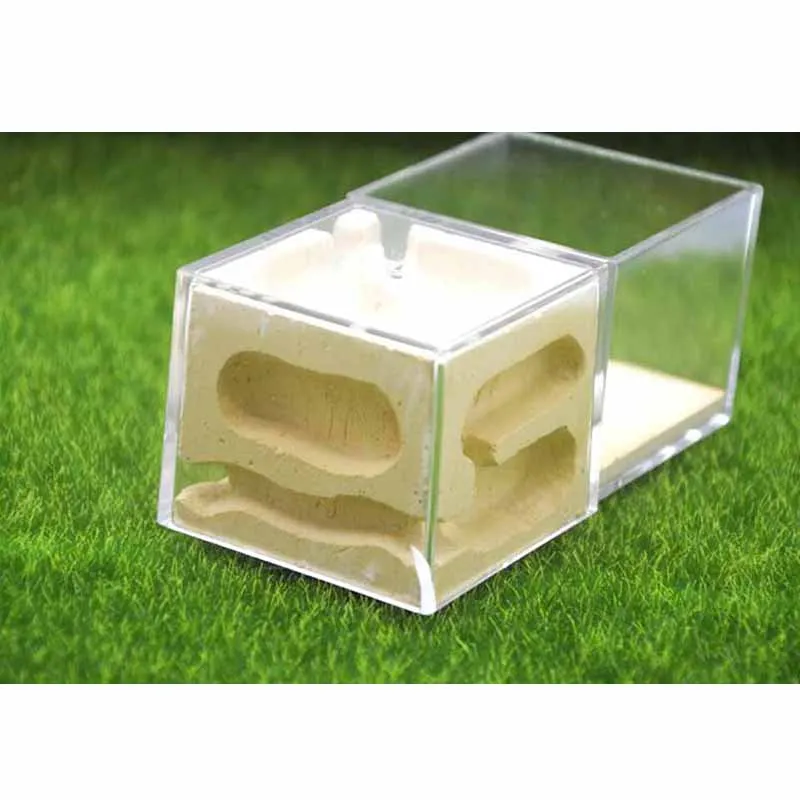Red Acrylic Ants Plaster Nest Three-dimensional Ant Breeding Farm Workshop | Дом и сад