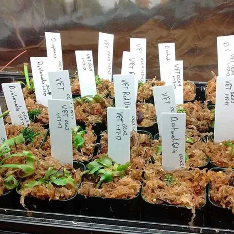 

500 PCS 1 Inch X 6 Inch Plastic Plant Tags Large Garden Nursery Labels Garden Stake Tags