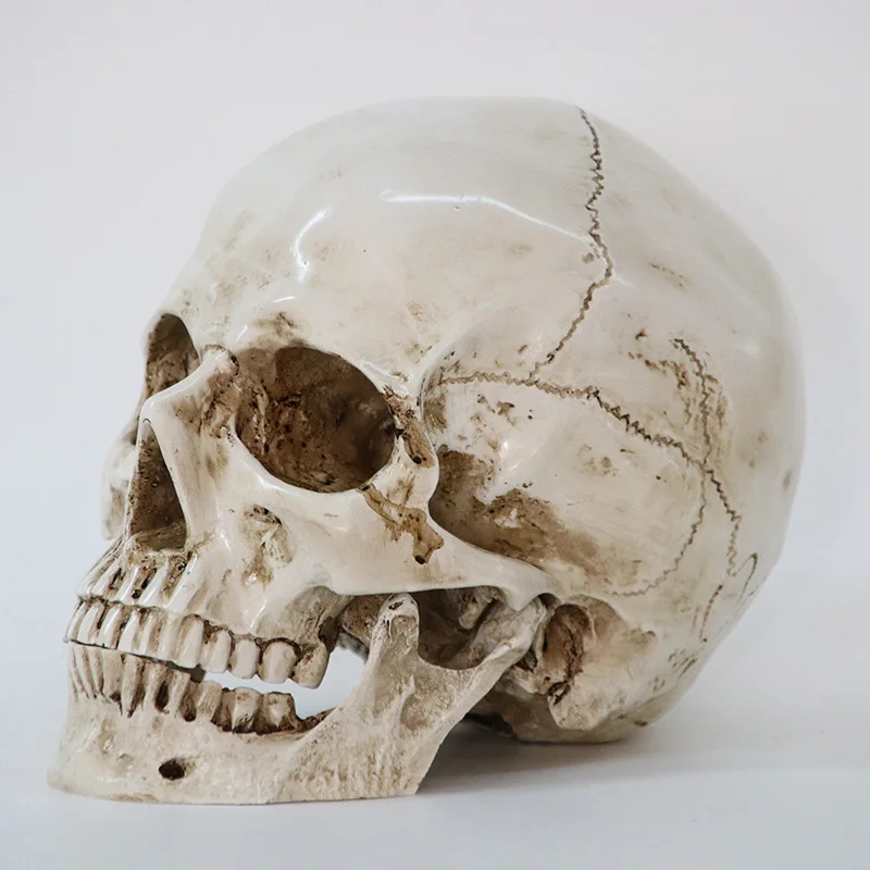 

Size 1:1 Model Life Replica High Quality Statues Sculptures Resin Halloween Decorative Craft Skull Home Decor Resin