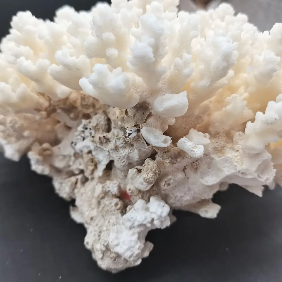 

1PC Natural White Coral Fossil Cluster Crystal Aquarium Landscaping Ornaments Decorationum Reef Specimen Home Decor Gift