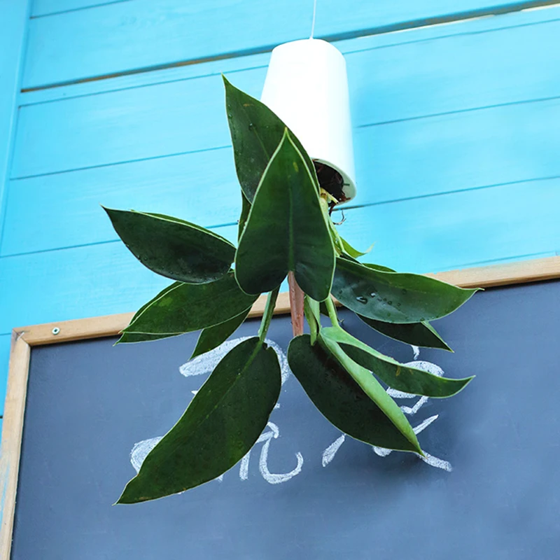 19*13 5 см большое пластиковое небо кашпо декоративное перевернутое растение