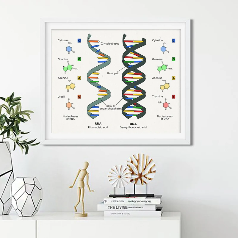 

Human DNA and RNA Canvas Print Science Poster Biology Wall Art Picture Genetic Code Chemistry Painting Teacher Gifts Dorm Decor