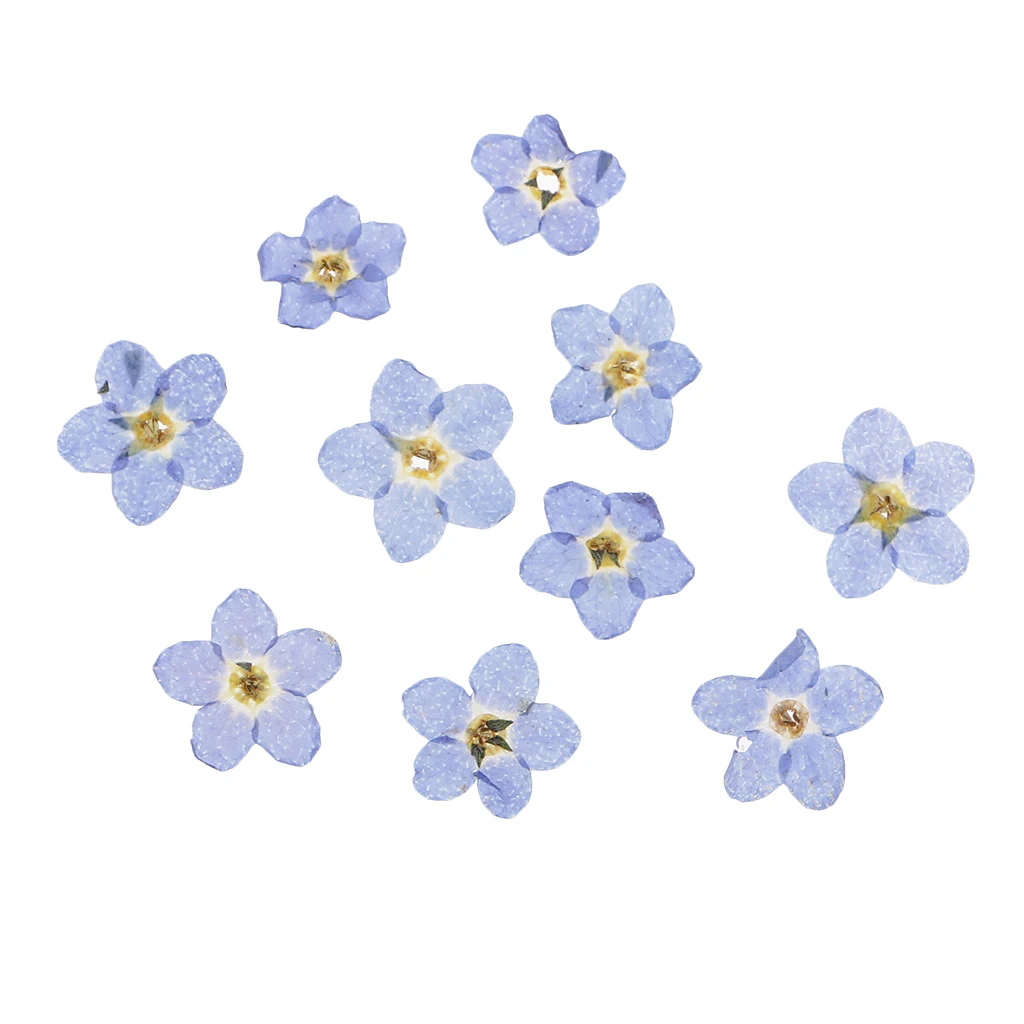 

10x Forget-me-not Dried Flowers Embellishments for DIY Phone Case Decor