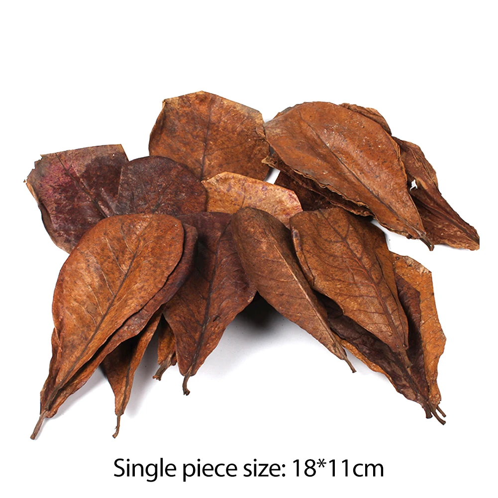 

10pcs Natural Terminalia Catappa Foetida Leaves Island Almond Leaf Fish Cleaning Treatment Aquarium Tank Drop Shipping