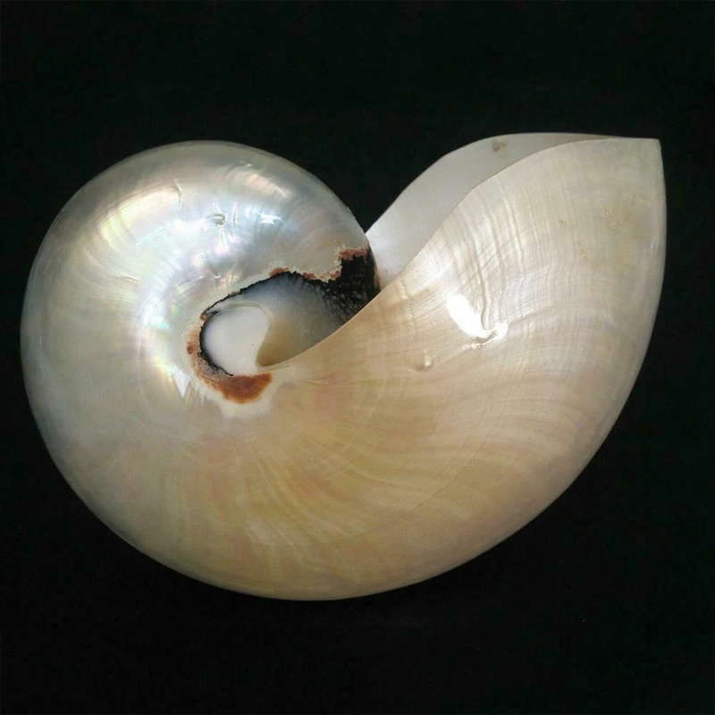 

LBER Pearled Beauty Nautilus Pompilius Natural Conch Shell Chambered Parrots Seashell