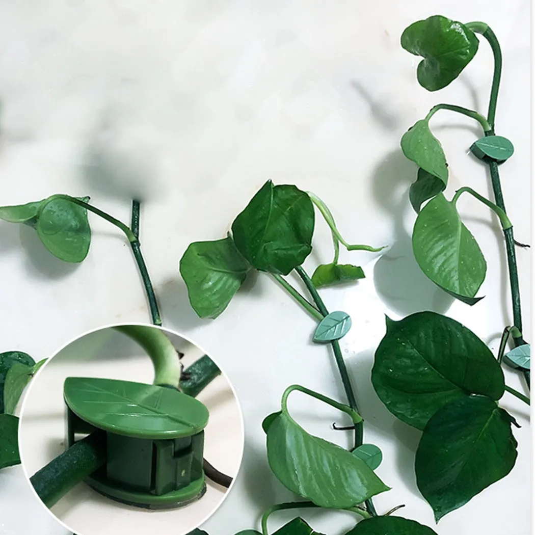 

Transparent Vines Fixtures Vines Fixing Clip Wall 1 Sets 50PCS Climbing