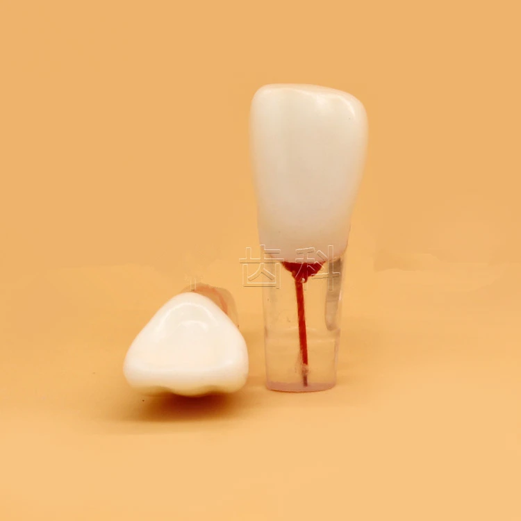 4 шт./компл. зубной корневой канал модель для тренировок обучение