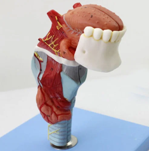 

Functional Medical Anatomical Human Larynx & Tongue + Teeth Model 18*6.5*10cm ATT