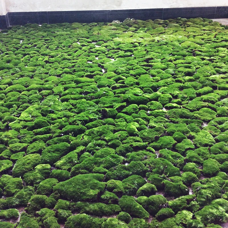 

Artificial Moss Stone Bonsai Decor Fairy Garden Craft Miniature Micro Landscape Green Grass Decoration Mini DIY Home Ornament