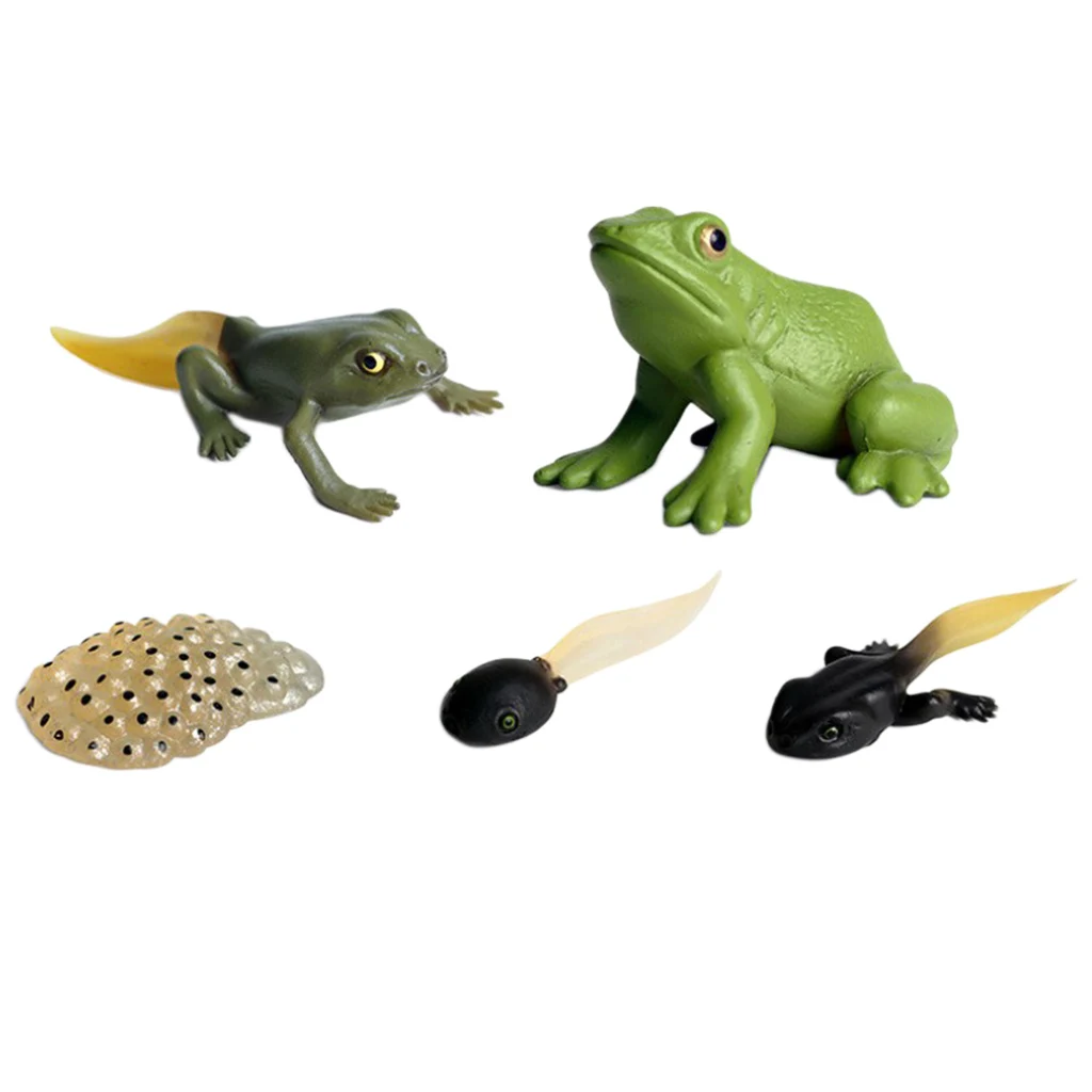 

Early Educational Realistic Frog Growth Process Toy Set Models Pretend Play